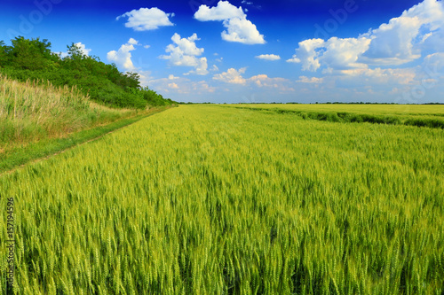 green wheat field