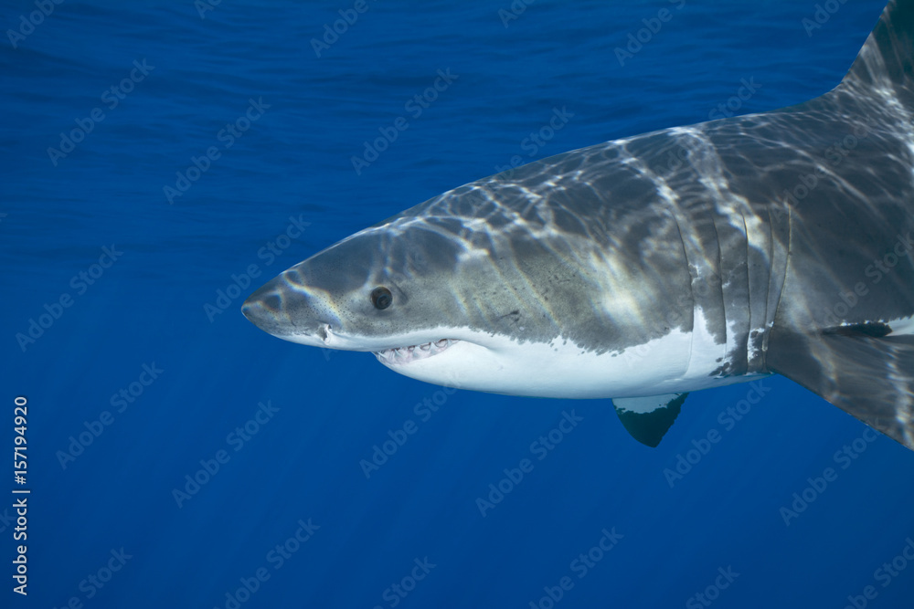 Fototapeta premium Great white shark