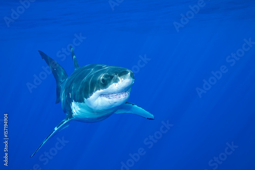 Great white shark © cherylvb