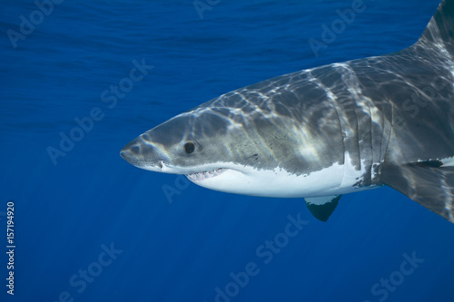 Great white shark © cherylvb