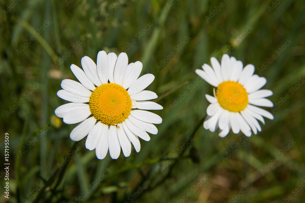 Obraz premium The ox-eye daisy (Leucanthemum vulgare)