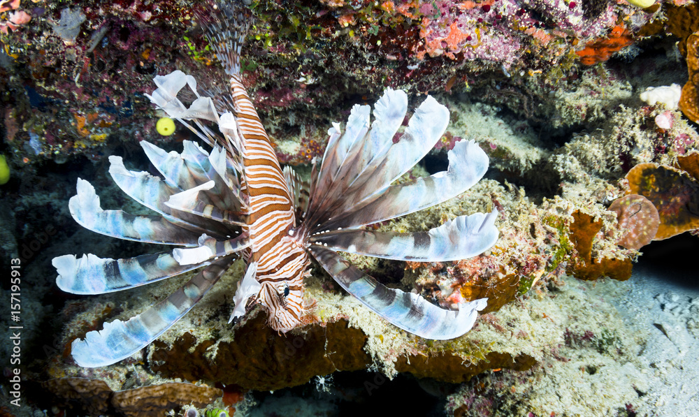 Lionfish Lionfish
