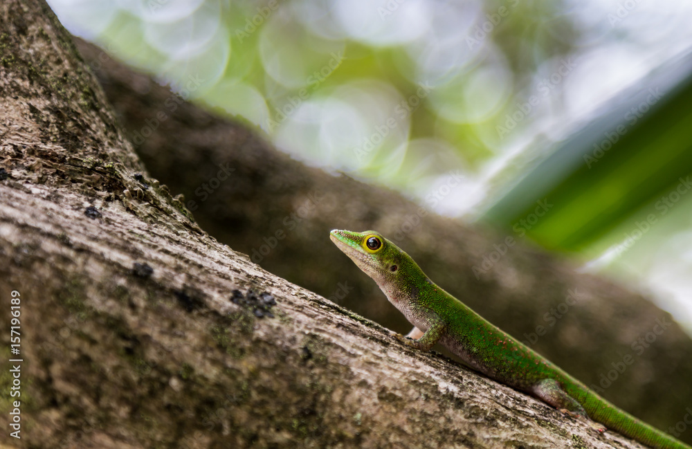 Close-up picture of a Phelsuma astriata Close-up picture of a Phelsuma astriata