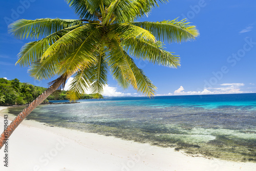 Exotic beach with palm tree