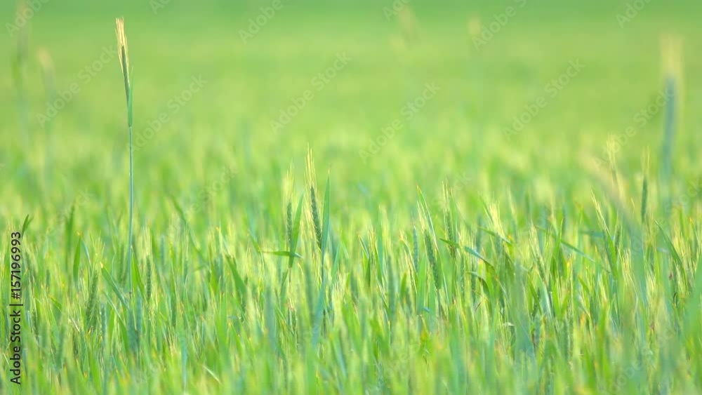 Green wheat field, blurred background Green wheat field, blurred background