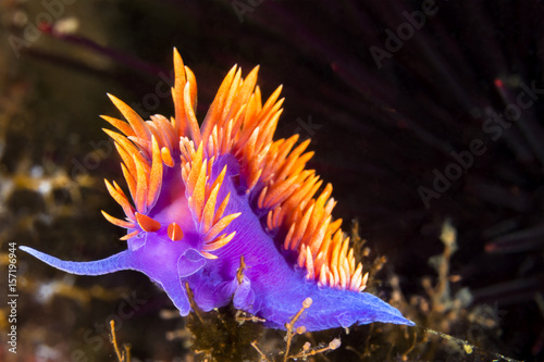 Colorful nudibranch