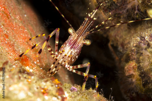 California shrimp