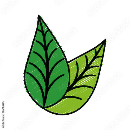 leaves icon over white background. colorful design. vector illustration