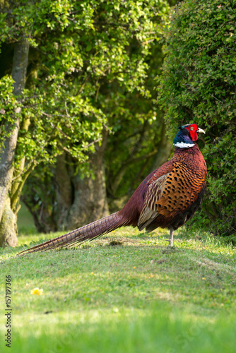 freilebender männlicher Fasan (torquatus Typ) in der Balz, Seeland Dänemark photo