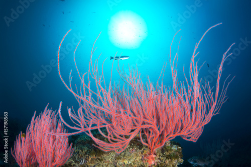 Gorgonian sea fan photo