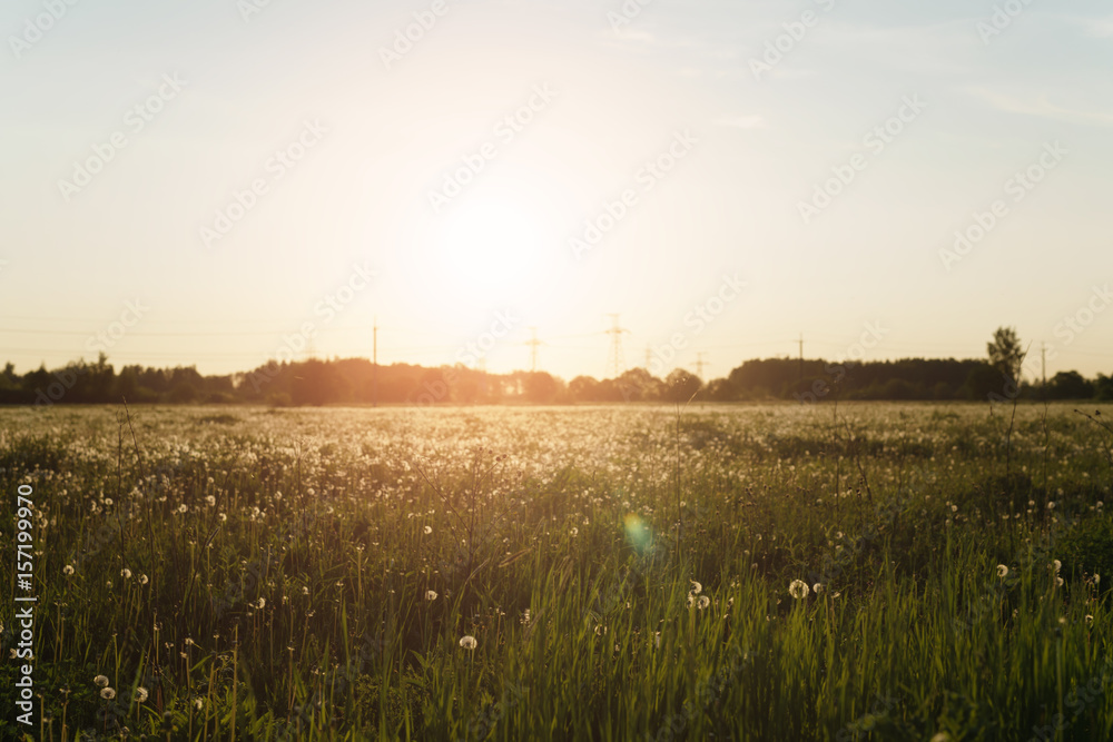 field with white dandelions in sunset, rural photo