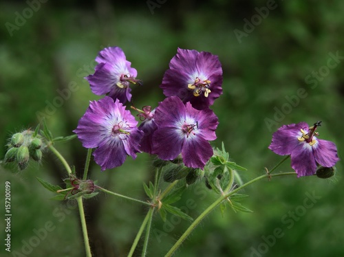 wild geranium with purple flowers