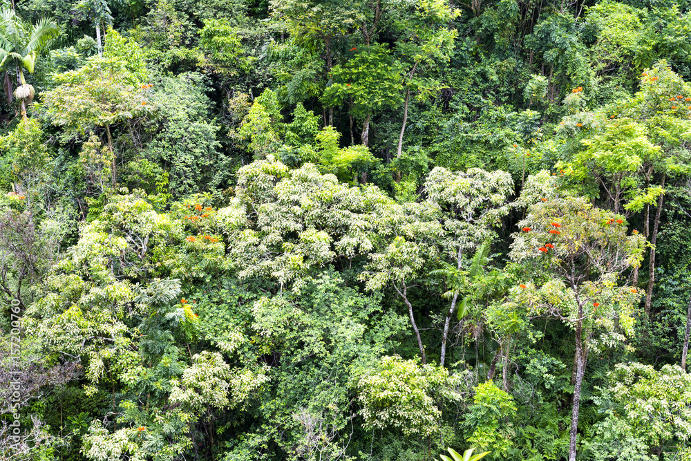 Lush rainforest growth