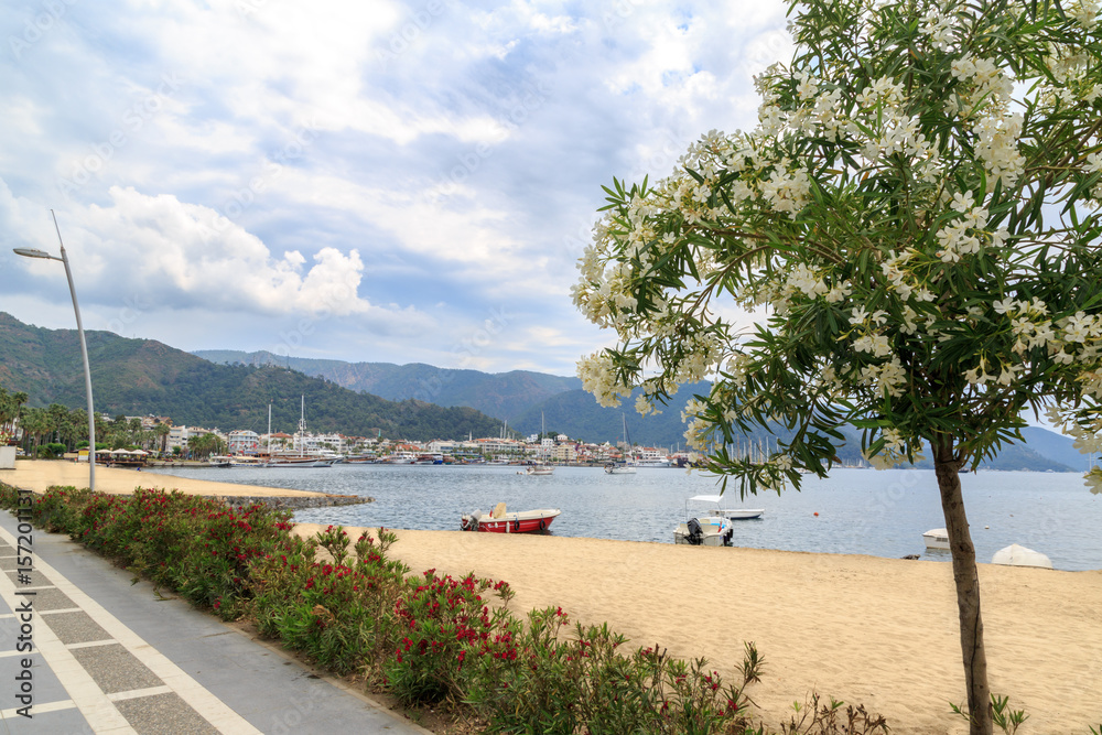 Oleander trees on marmaris beach with city center view Oleander trees on marmaris beach with city center view