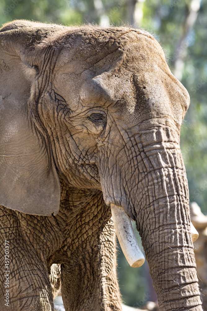 Naklejka premium Elephant