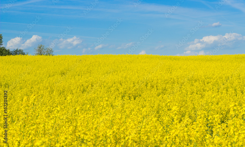 Yellow blossoming rape seeds on a sunny day. Yellow blossoming rape seeds on a sunny day.