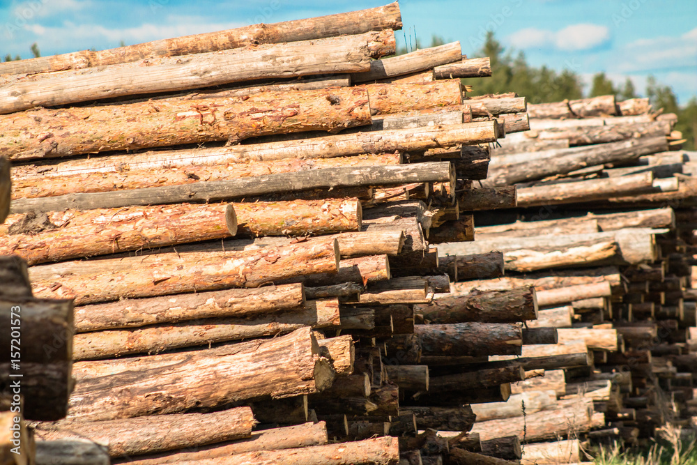 Pine logs in stacks, blue sky, sunny spring day. Pine logs in stacks, blue sky, sunny spring day.