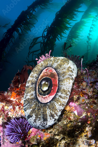 California reef sea life photo