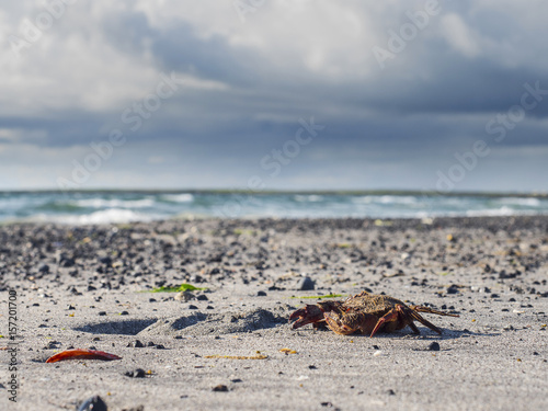 Orange crab on a sandy beach and blurred ocean and sky in the background.
