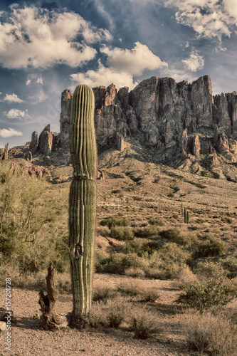 Saguaro cactus in desert © cherylvb