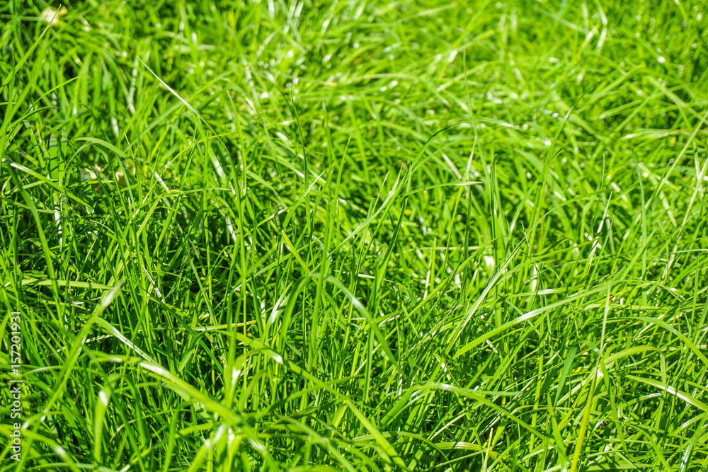 Lush Grass Background Lush Grass Background