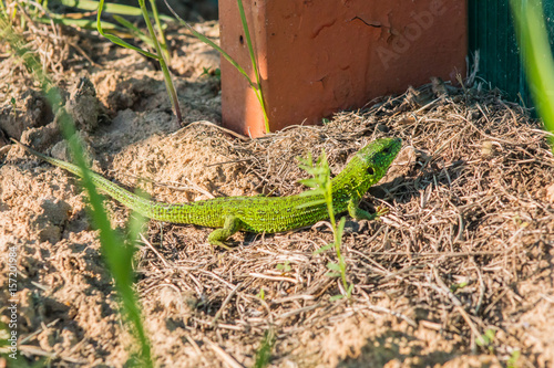 Beautiful magical green lizard in the spring on the sun macro. photo