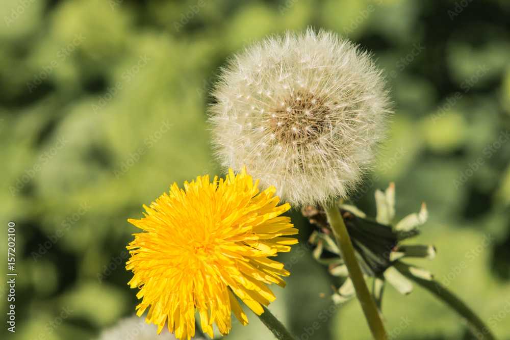 Yellow white dandelion macro on blurred green background