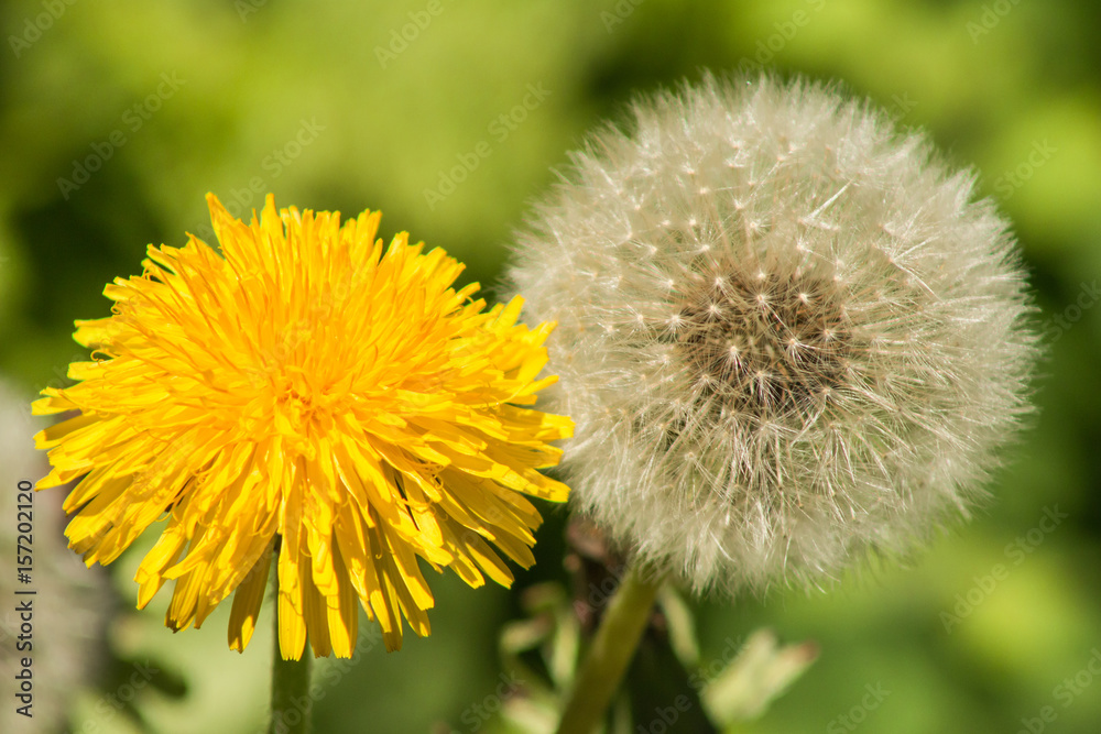 Yellow white dandelion macro on blurred green background Yellow white dandelion macro on blurred green background