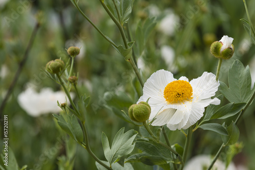 Fototapeta Naklejka Na Ścianę i Meble -  Closeup of white Romneya coulteri flower