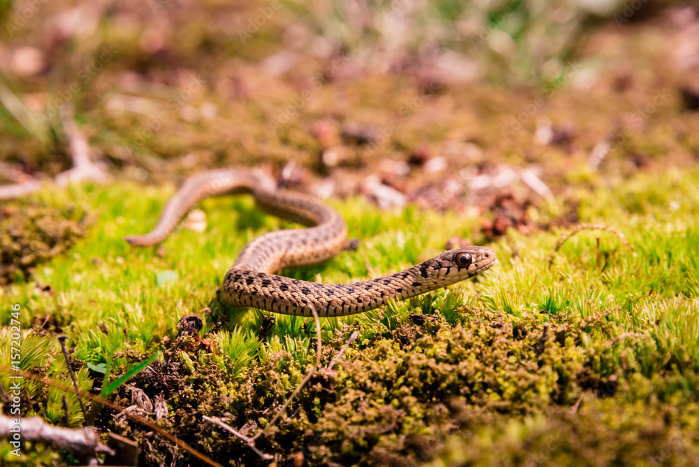 Closeup view of brown garter snake slithering through a moss covered yard Closeup view of brown garter snake slithering through a moss covered yard