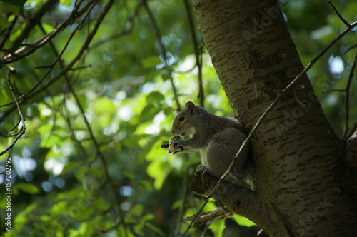 Squirrel in tree eating nut close up  © Peter