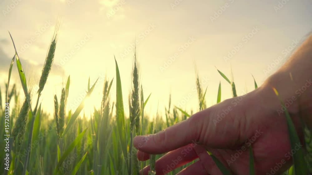Man hand gently touches the green wheat ear on the spring wheat field, slow motion Man hand gently touches the green wheat ear on the spring wheat field, slow motion