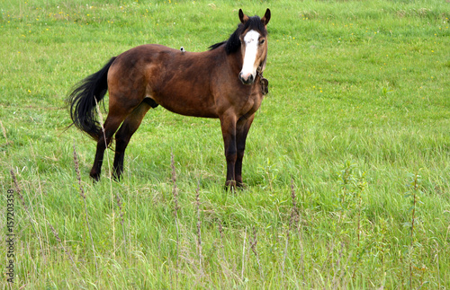 Brown horse with a bird on his back on the field, pet, rural landscape