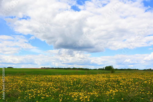 Beautiful countryside landscape  a field of blooming yellow dandelions against a blue sky with clouds  nature 