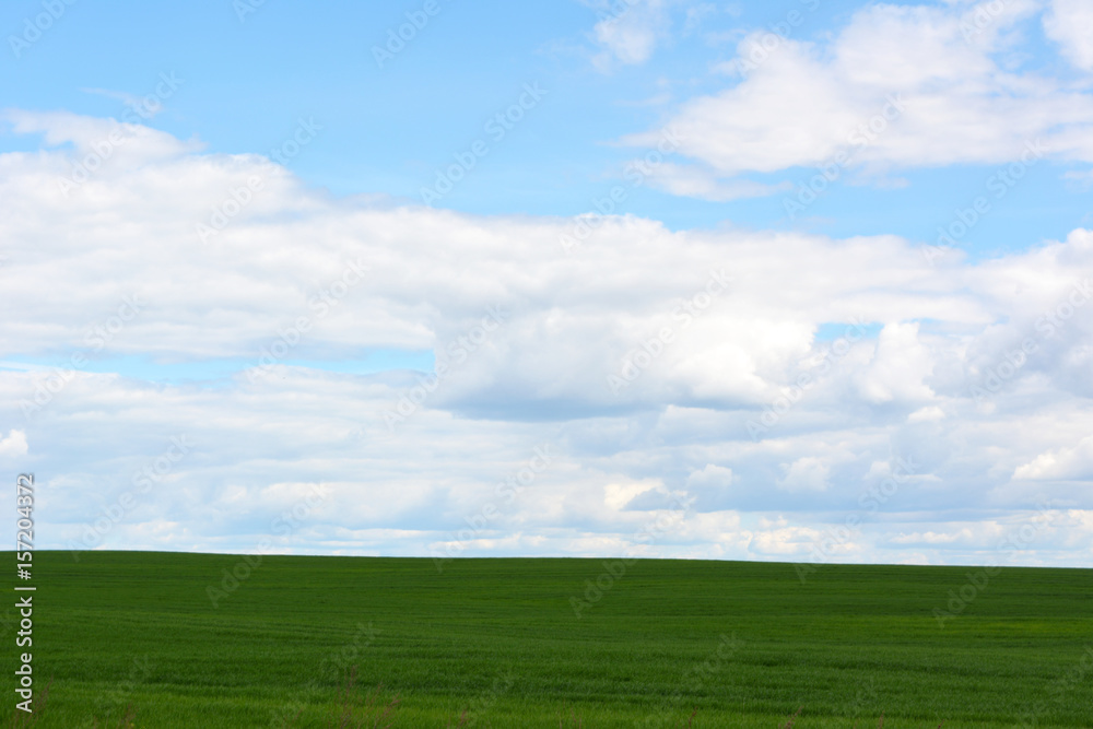 Beautiful landscape: a green field against a blue sky with white clouds, nature, grains, agriculture, outback Beautiful landscape: a green field against a blue sky with white clouds, nature, grains, agriculture, outback