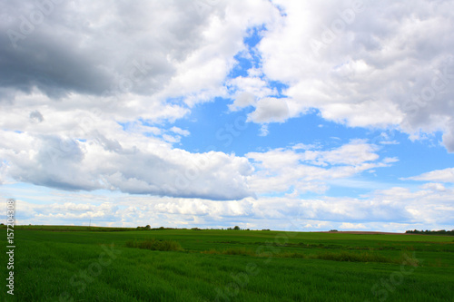 Beautiful spring landscape  green field against the sky  nature 