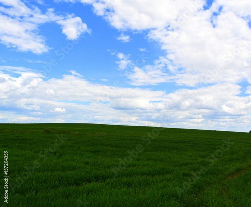 Beautiful landscape  a green field against a blue sky with white clouds  nature  grains  agriculture  outback 