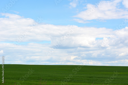 Beautiful landscape: a green field against a blue sky with white clouds, nature, grains, agriculture, outback 