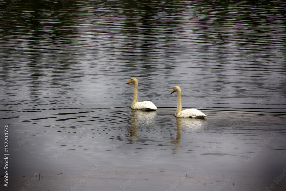 Obraz premium migrating Whooping Swans stopped for rest and feeding on river