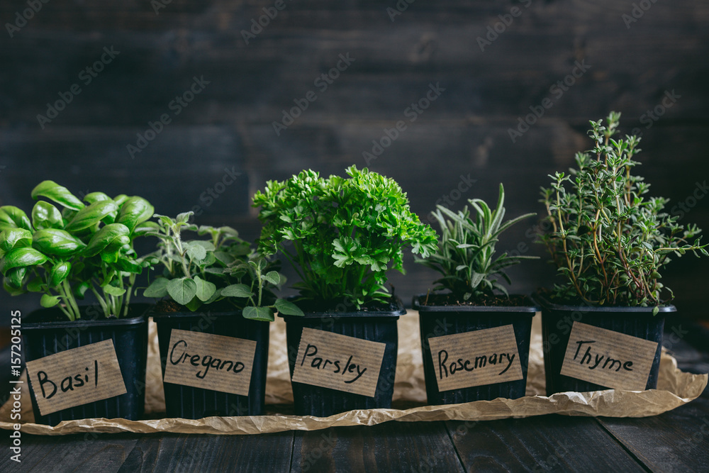 Fresh herbs on the wooden background with copy space - obrazy, fototapety, plakaty 
