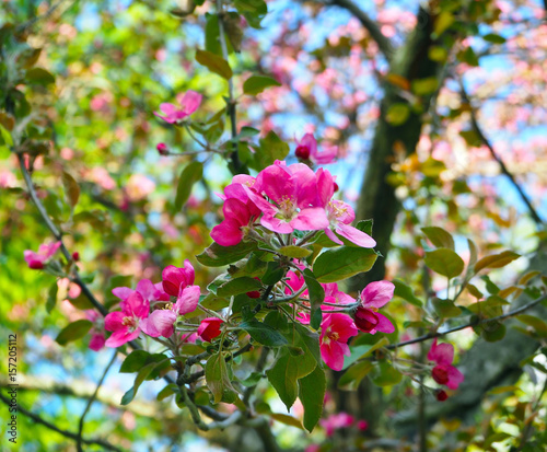 Beautiful pink Apple Flowers. Flowering apple trees. Background with blooming flowers in spring day.