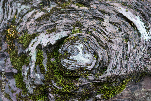 Stromatolite / Morocco Precambrian times photo