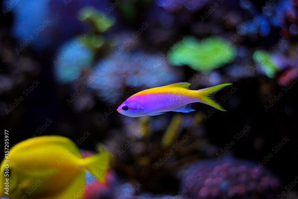 Evansi Anthias in reef aquarium tank 