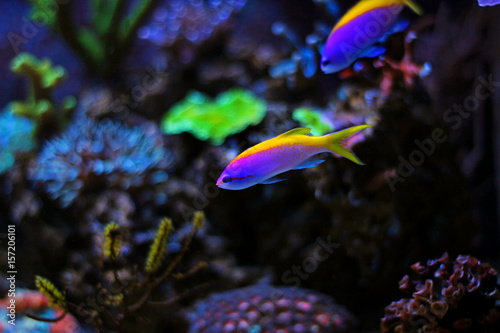 Evansi Anthias in reef aquarium tank 