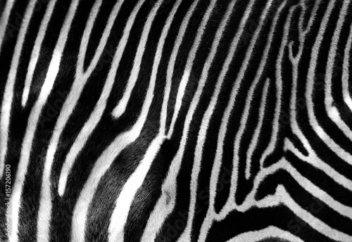 Black and white zebra skin with space for text. 