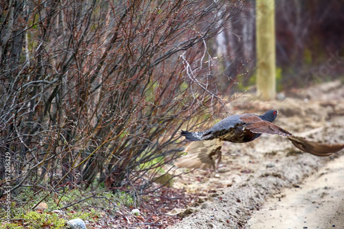 capercailye (Tetrao urogallus) out on gravel road photo