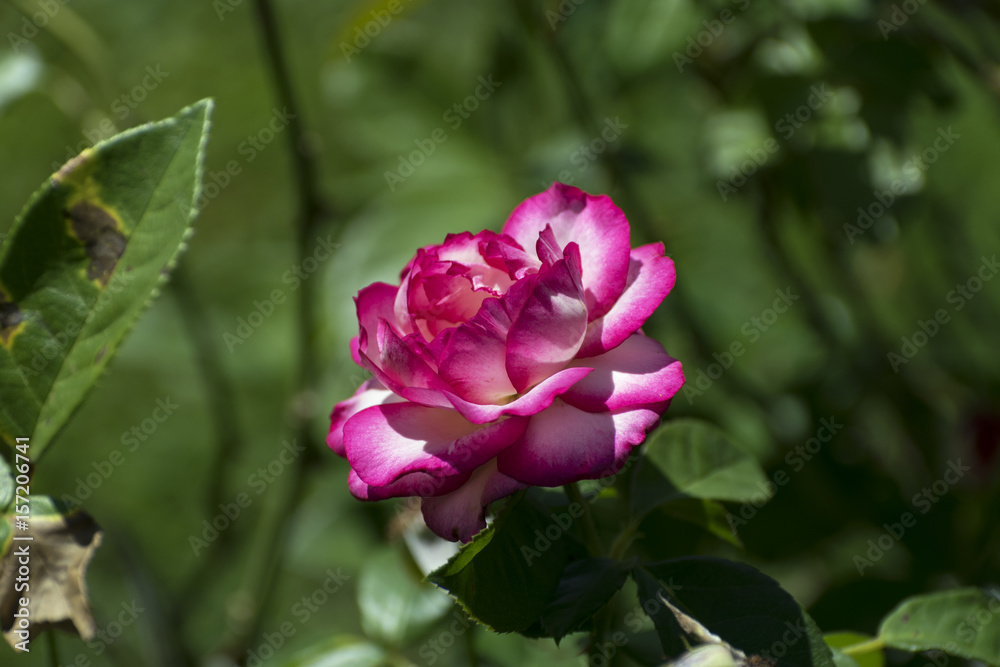 Gorgeous pink and white rose in full bloom