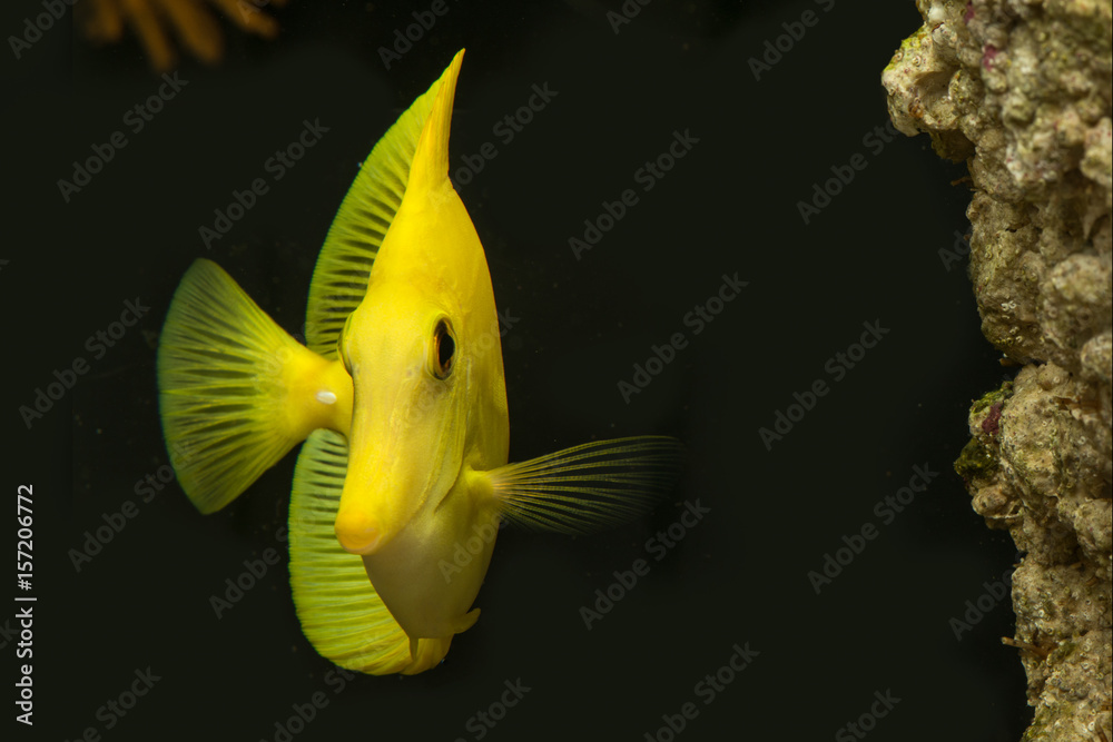 Fototapeta premium Yellow tang frontal view showing one of the fins looking elegant next to the live rock in reef tank
