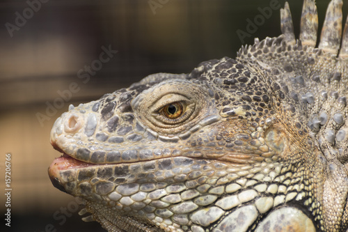 Closeup of Green Iguana showing the brilliant yellow eye colors