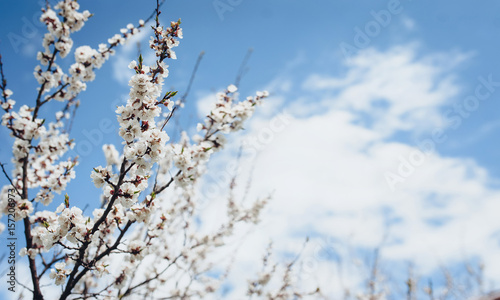 Blossom tree branches against the blue sky. Spring in central Europe. 